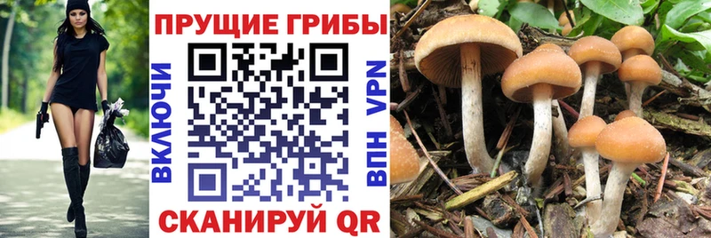 гидра рабочий сайт  Лабытнанги  Псилоцибиновые грибы прущие грибы  цена  
